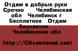 Отдам в добрые руки!!!Срочно!!! - Челябинская обл., Челябинск г. Бесплатное » Отдам бесплатно   . Челябинская обл.